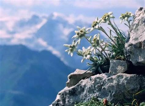 屬火植物|高山火絨草